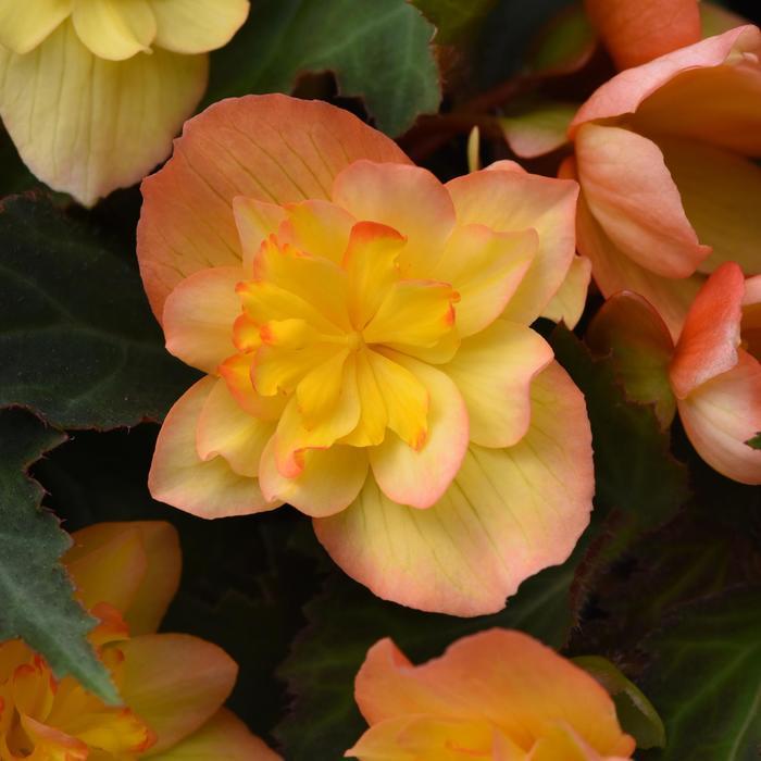 Begonia boliviensis Compact Double Apricot
