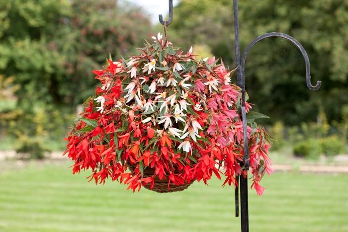 Begonia boliviensis Bossa Nova® Mix