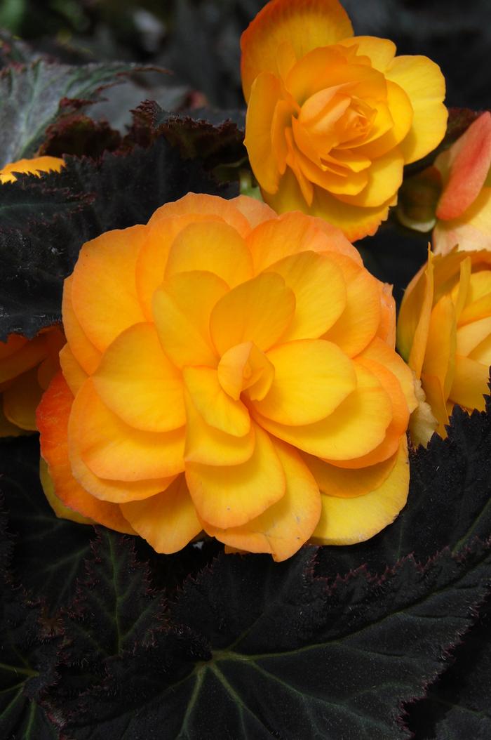 Begonia rex-cultorum Smarty Apricot
