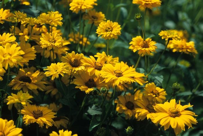 Heliopsis helianthoides var. scabra