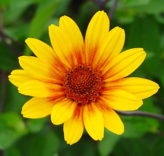 Heliopsis helianthoides var. scabra Summer Nights