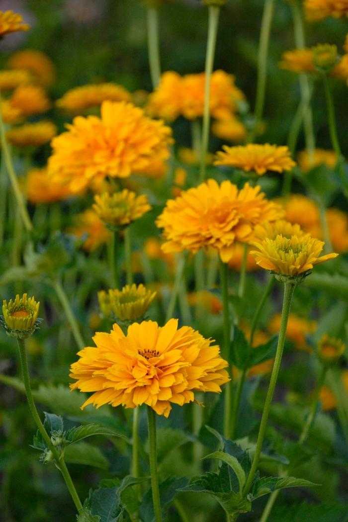 Heliopsis helianthoides var. scabra Summer Sun (Sommersonne)