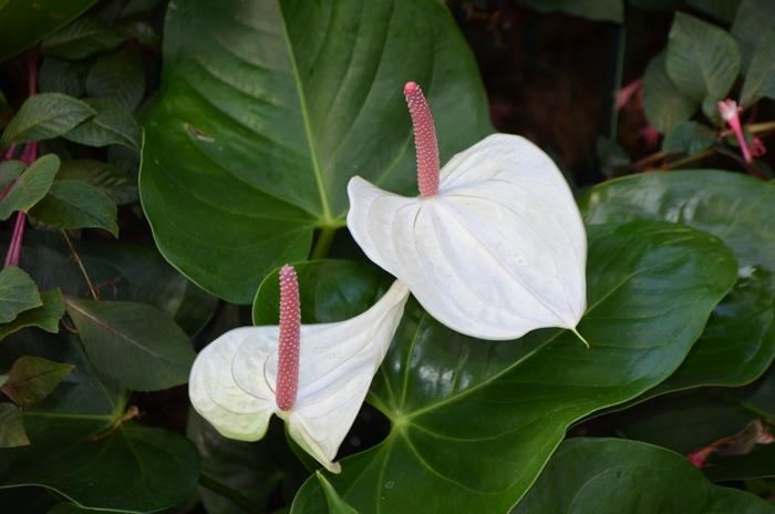 Anthurium White Heart
