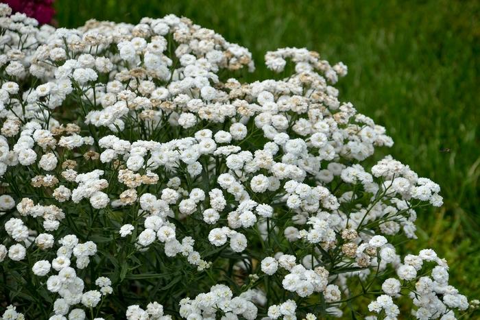 Achillea ptarmica Peter Cottontail