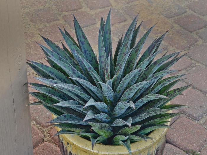 Mangave Mad about Mangave® Pineapple Express