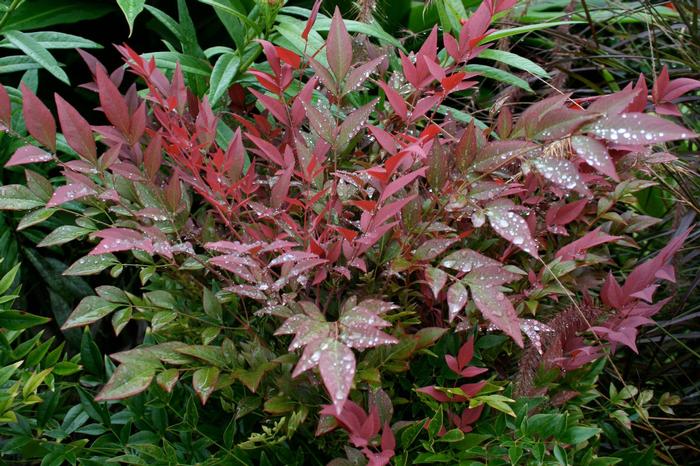 Nandina domestica Obsession™