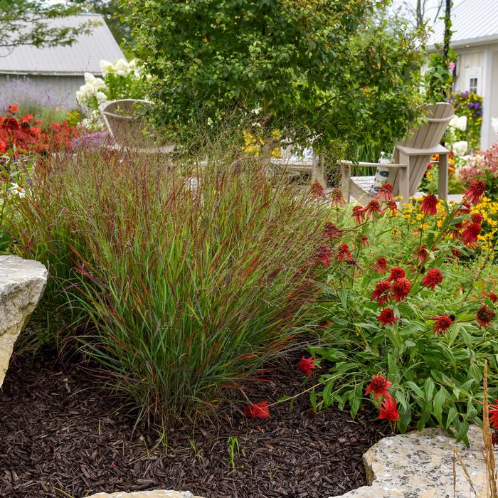 Panicum virgatum Prairie Winds® Cheyenne Sky