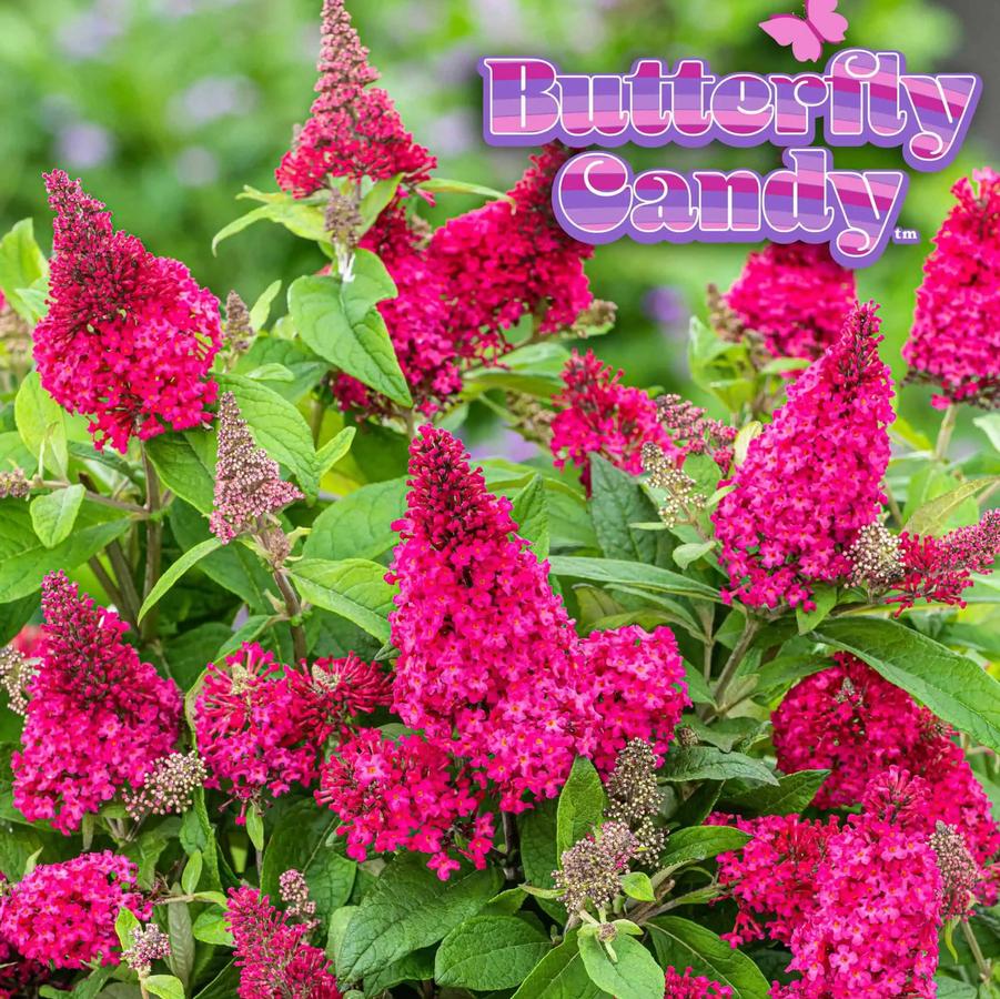 Buddleia davidii Butterfly Candy® 'Li'l Raspberry™' - Butterfly Bush from Grower Website Demo 2
