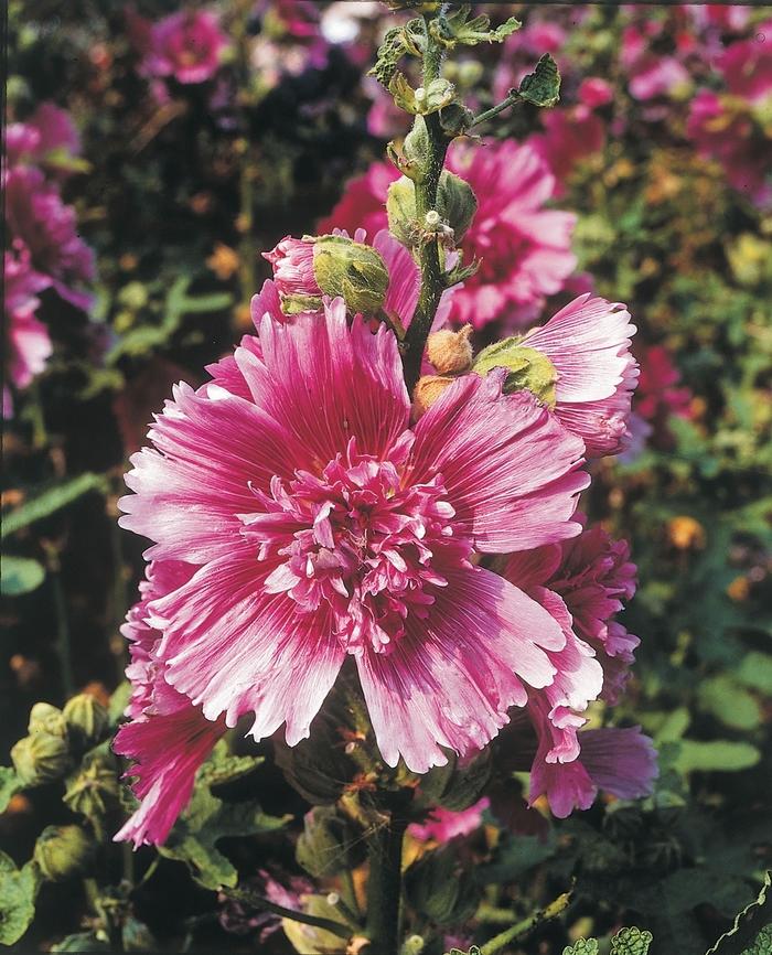 Alcea rosea Queeny Purple