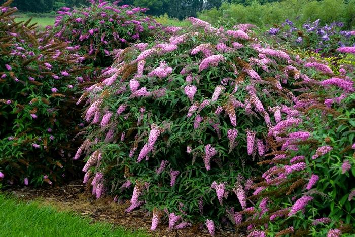Buddleia davidii Pink Cascade