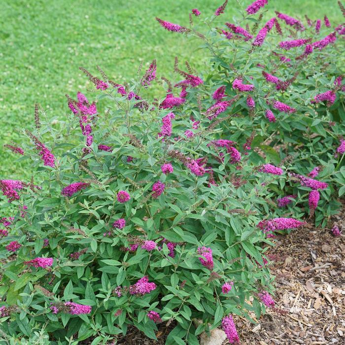 Buddleia Lo & Behold® Ruby Chip®