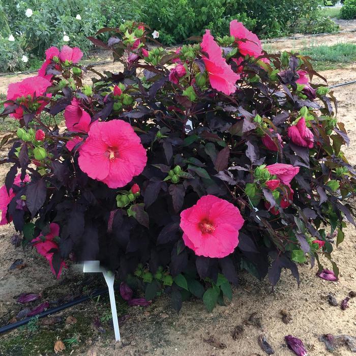 Hibiscus moscheutos Head Over Heels® Passion