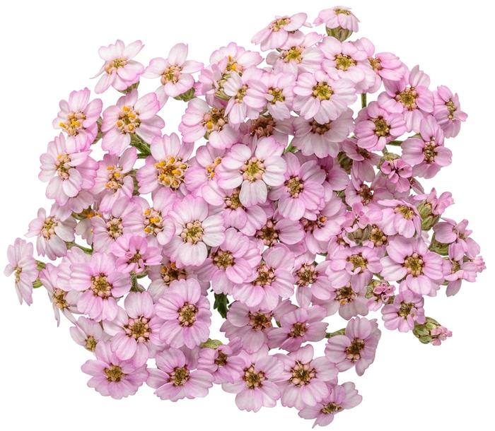 Achillea Firefly Amethyst