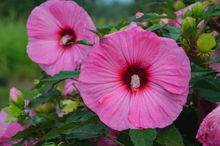 Hibiscus Summerific® Candy Crush