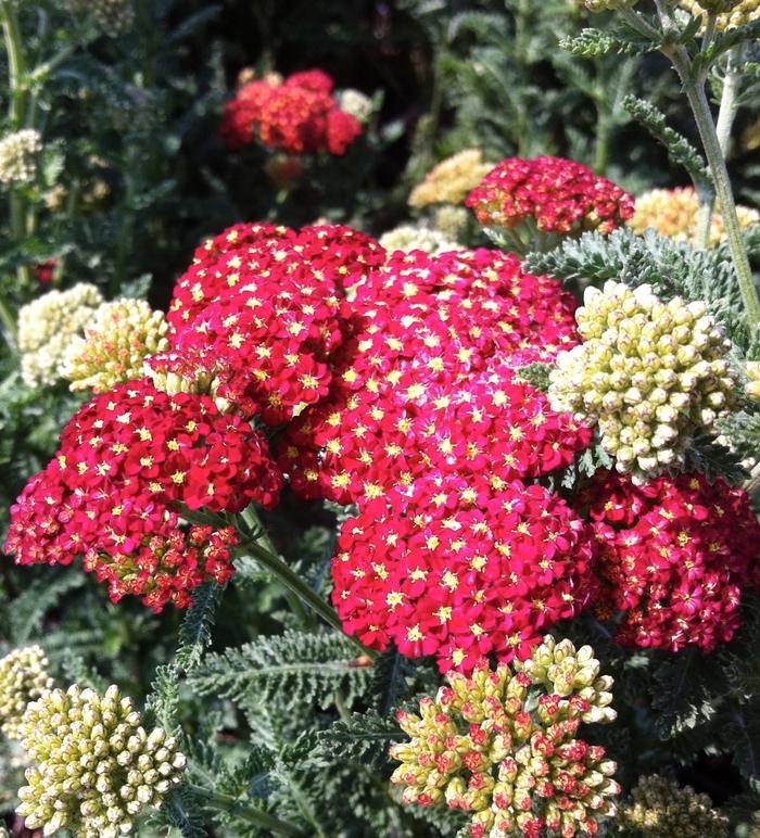 Achillea millefolium Seduction Strawberry