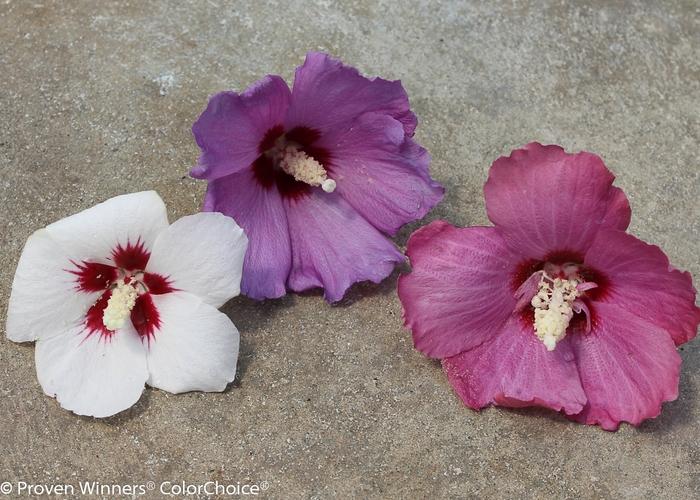 HIbiscus syriacus Lil' Kim® Violet