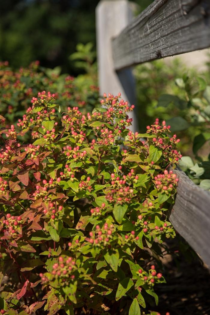 Hypericum inodorum Red Star