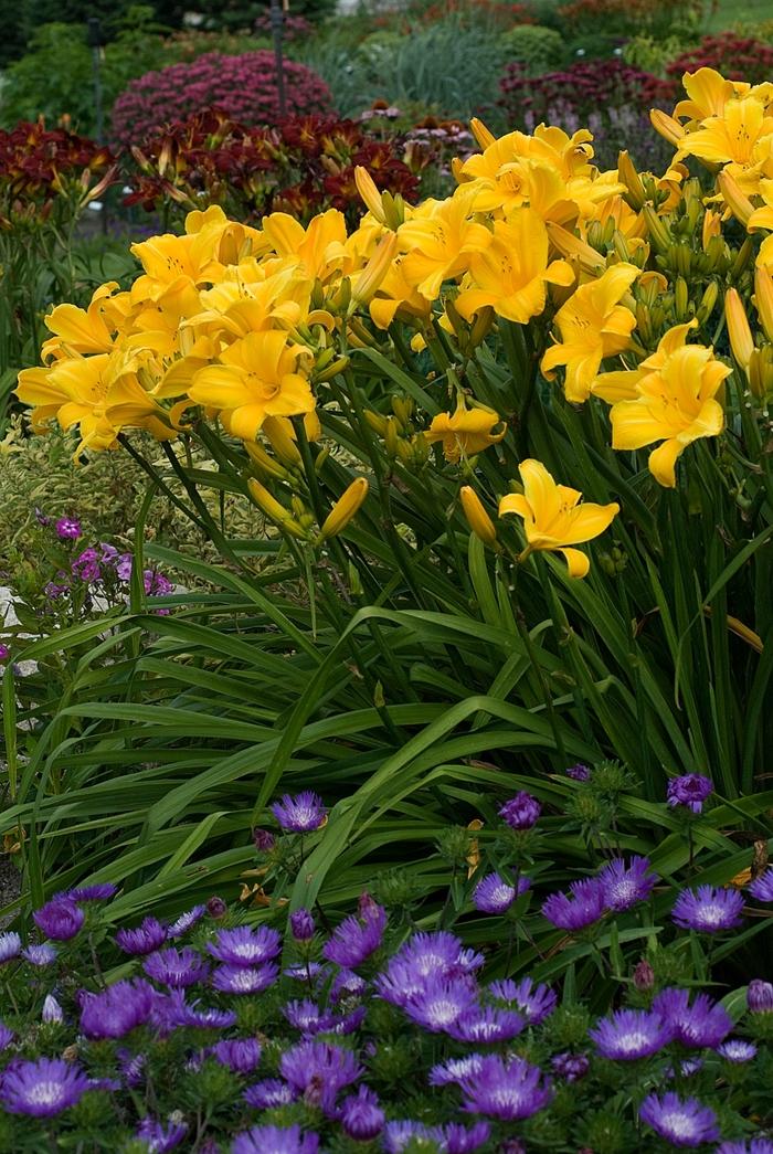 Hemerocallis Buttered Popcorn