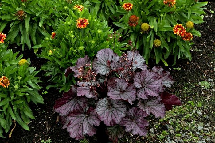 Heuchera Northern Exposure™ Purple