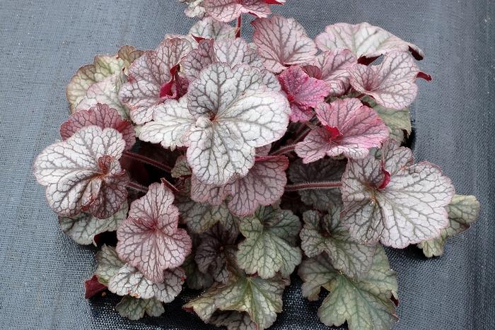 Heuchera Northern Exposure™ Silver