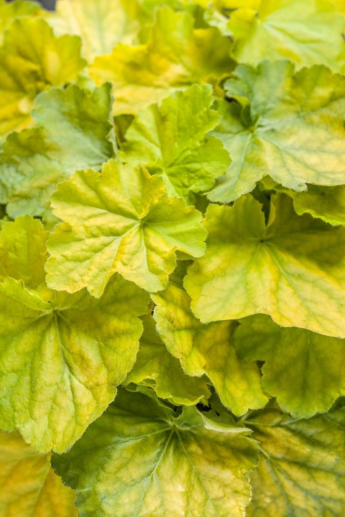 Heuchera Primo™ Pretty Pistachio