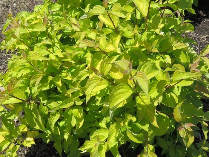 Cornus alba Neon Burst™