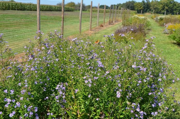 Aster laevis Bluebird