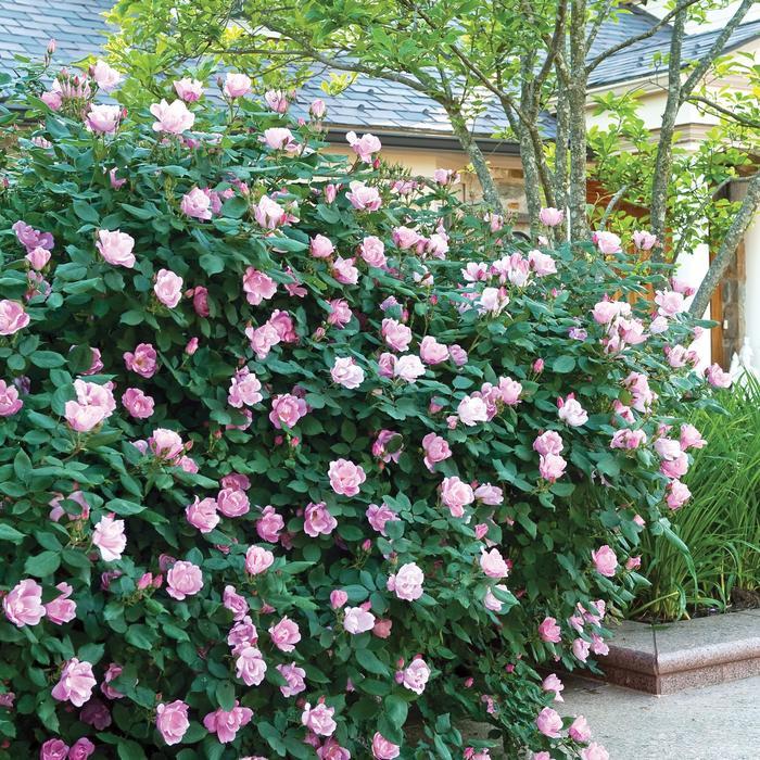 Rosa Knock Out® Blushing