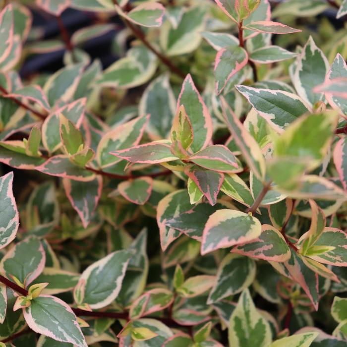 Abelia x grandiflora Tres Amigos™