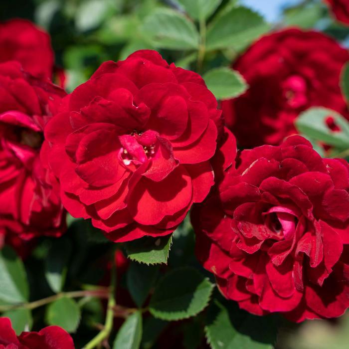 Rosa Cherry Frost™