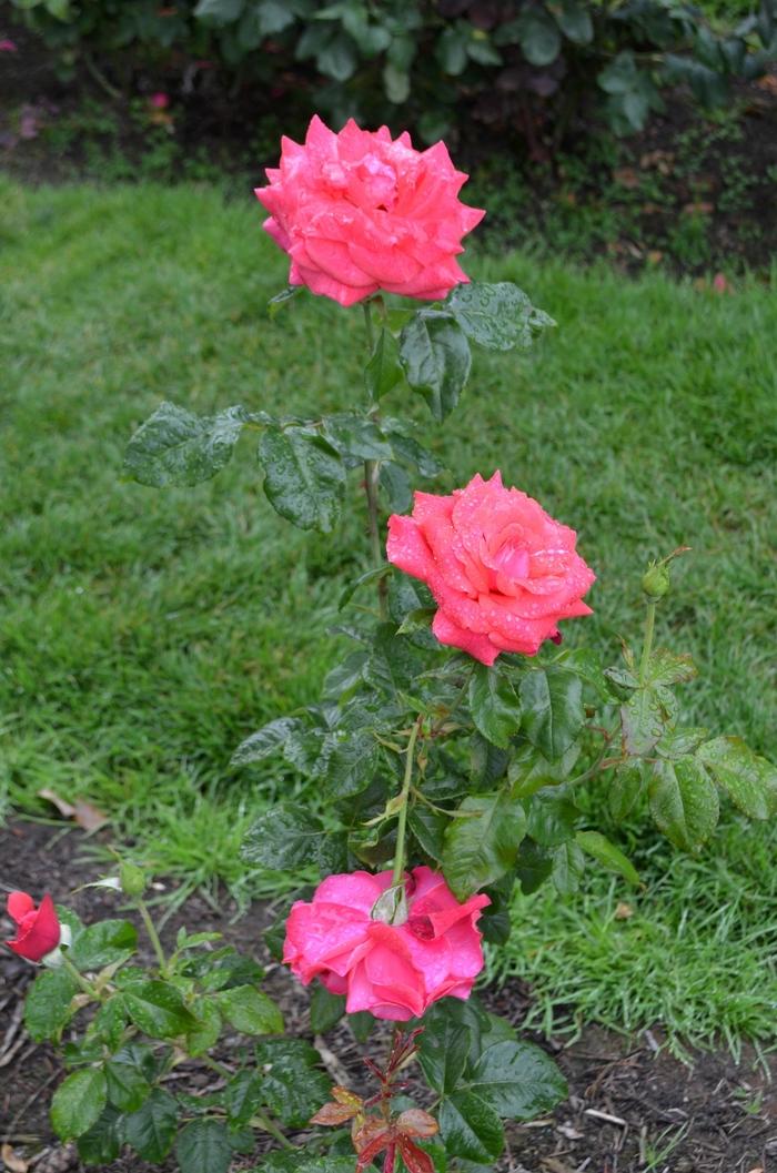 Rosa Cinnamon Dolce