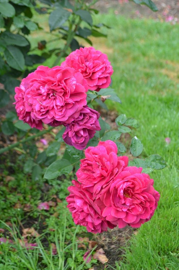 Rosa Darcey Bussell