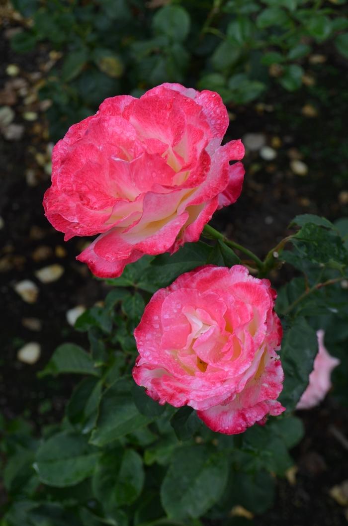 Rosa Double Delight