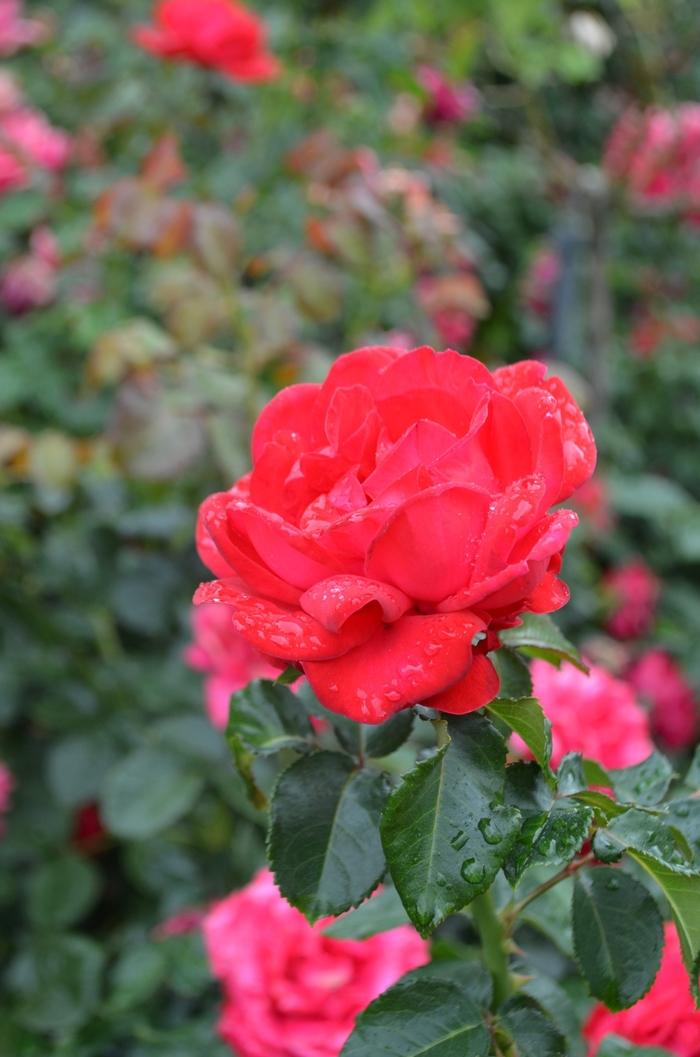 Rosa Easy Elegance® Super Hero