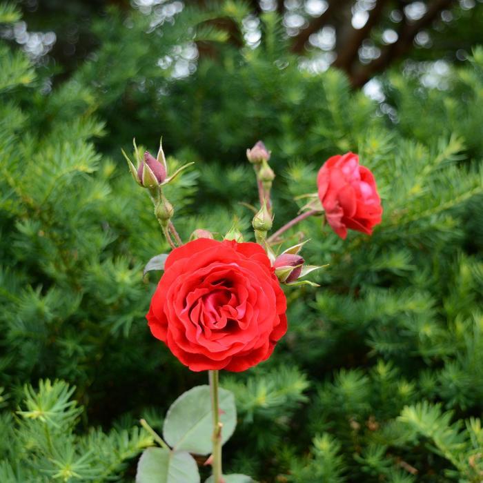 Rosa Europeana