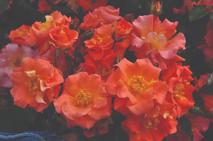 Rosa Kolorscape® Firecracker™