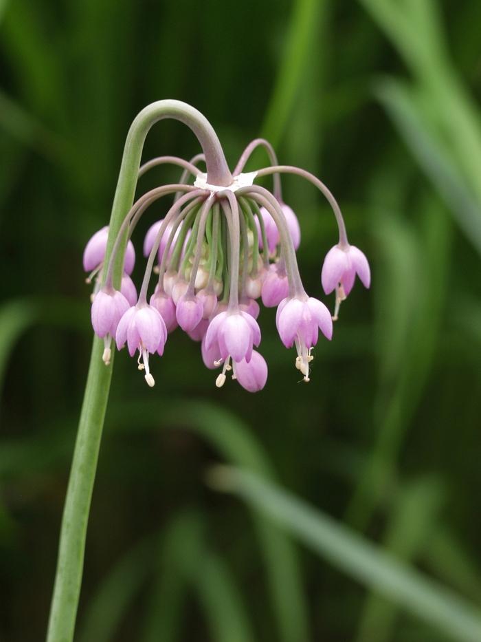 Allium cernuum