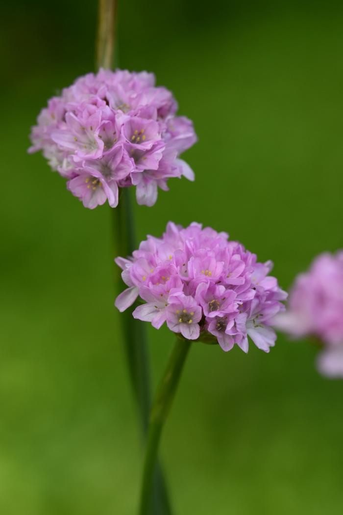 Armeria pseudarmeria Dreameria™ Sweet Dreams