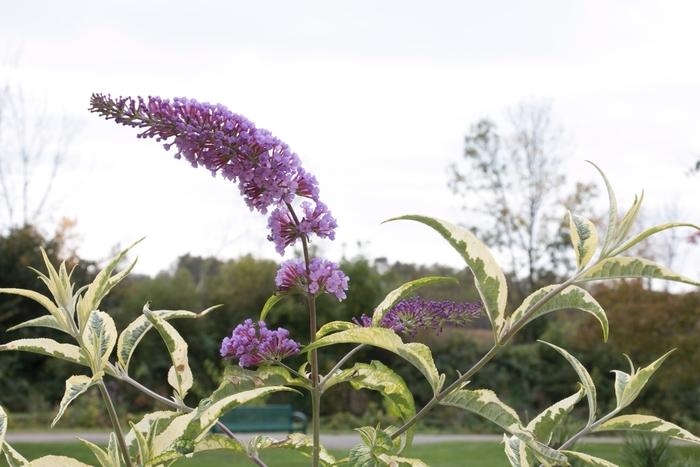 Buddleia Summer Skies