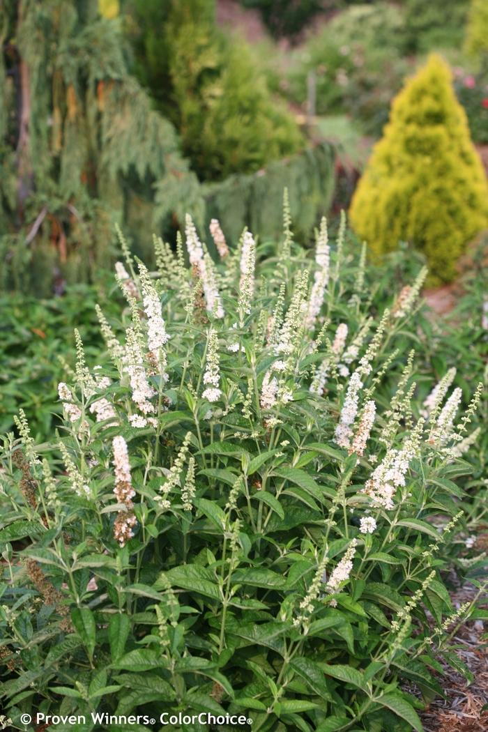 Buddleia Miss Pearl