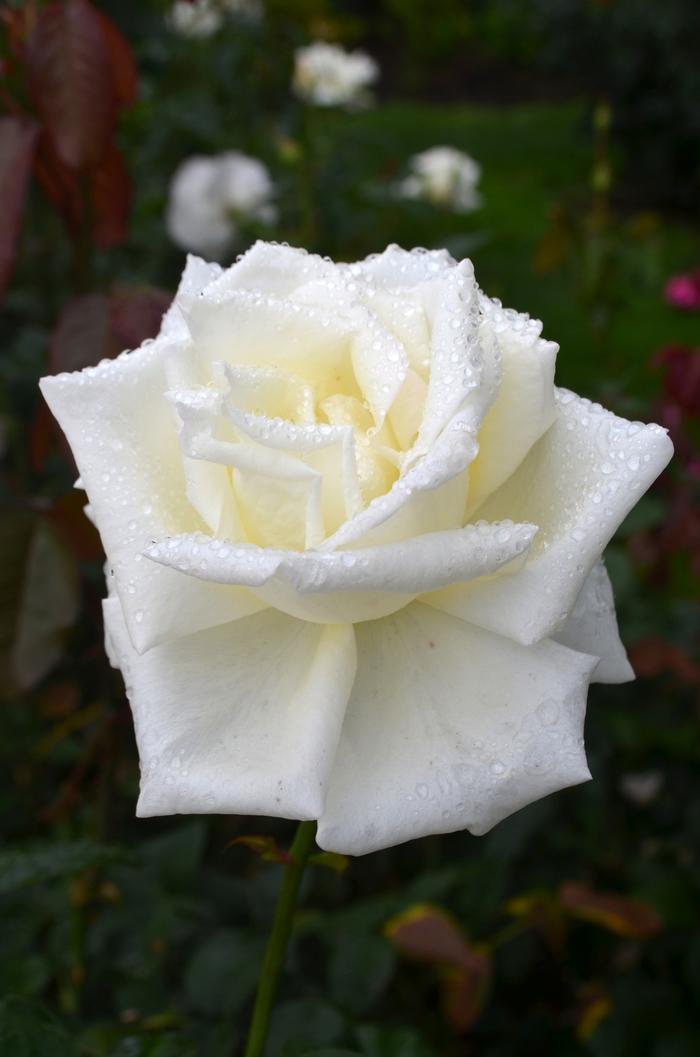 Rosa Honor