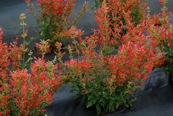 Agastache Kudos Red