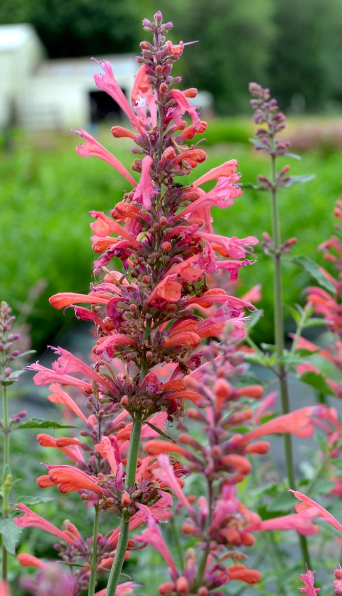 Agastache Kudos Coral