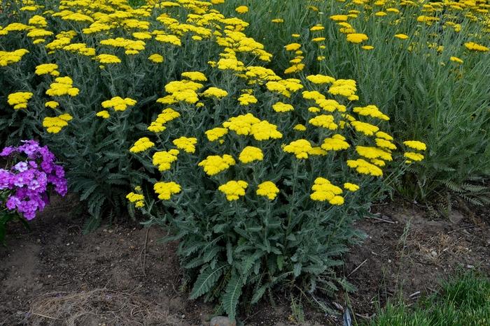 Achillea millefolium Sassy Summer Silver