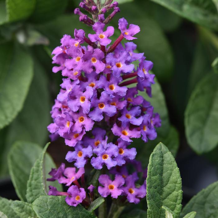 Buddleia davidii Chrysalis™ Blue