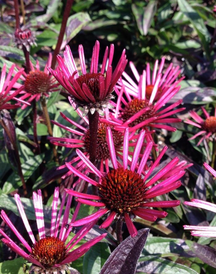 Echinacea Burgundy Fireworks