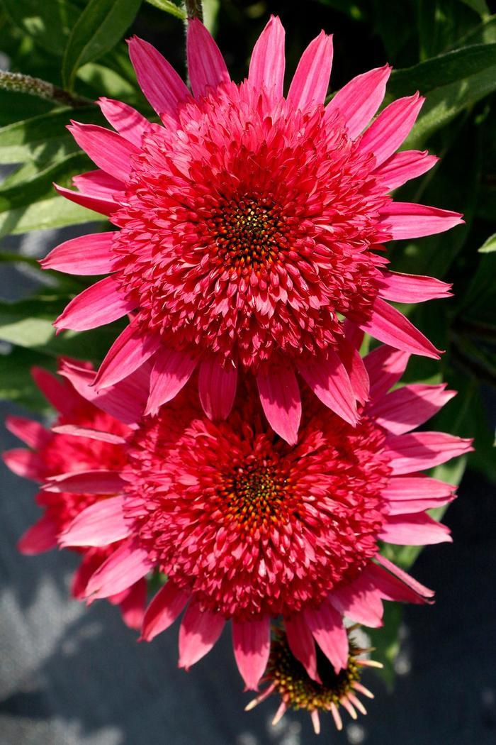 Echinacea Giddy Pink