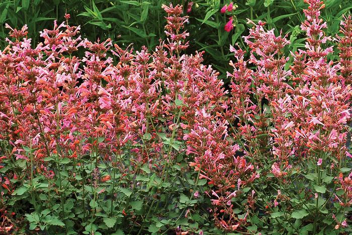 Agastache Kudos Ambrosia