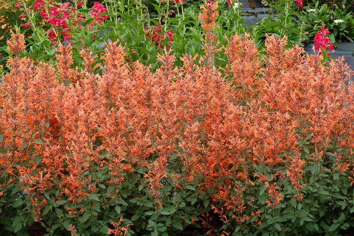Agastache Kudos Mandarin