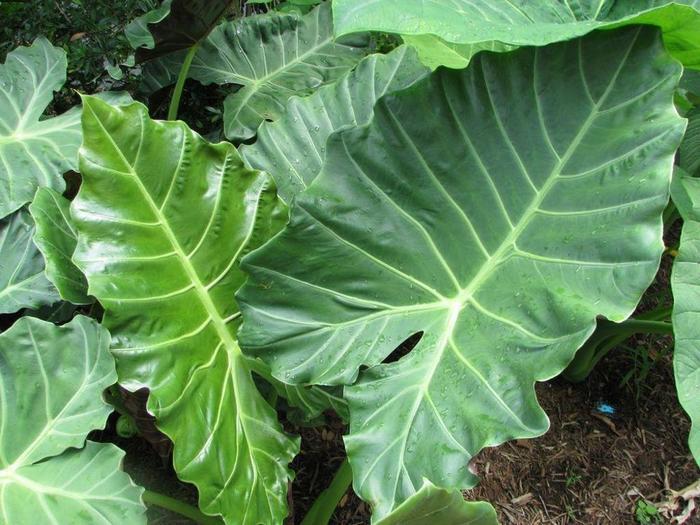Alocasia Masquerade™ Kuching Mask